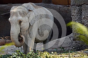 One Indian elephant in Latin called Elephas maximus indicus living in captivity.