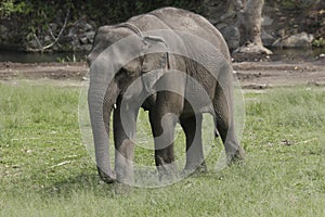 One Indian Elephant Stroll on grassland in a Sunny day