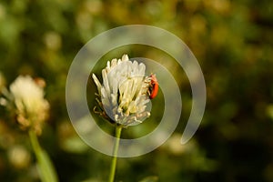 One indian insect trying to relax on beautiful Indian flower coverup with spider web