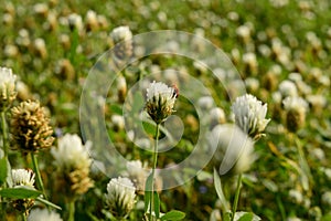 One indian insect trying to relax on beautiful Indian flowers field coverup with spider web photo
