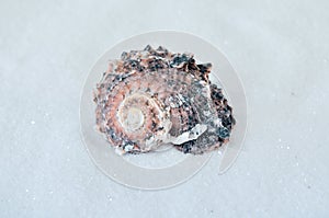 One interesting shell on white sand