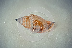 One interesting shell on white sand