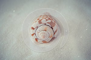 One interesting shell on white sand