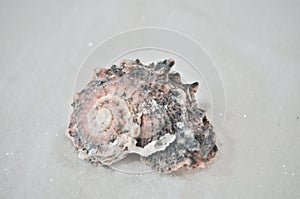 One interesting shell on white sand