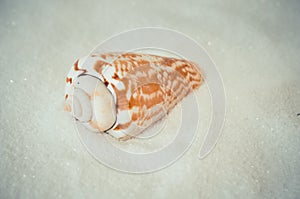 One interesting shell on white sand