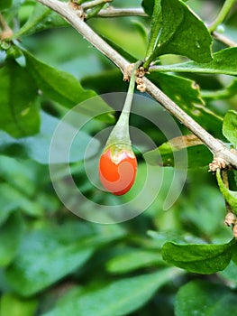 One islolated small red wolfberry like raindrop on the branch