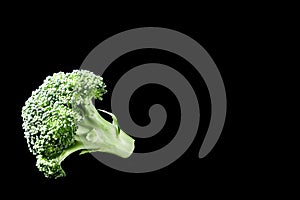 One isolated broccoli on black background with copy space