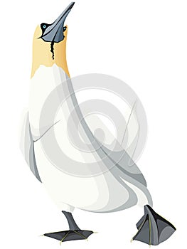 One isolated gannet is walking