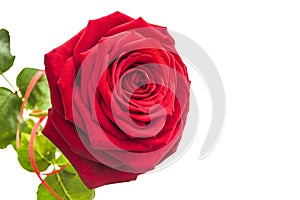 One isolated lush rose. 1 rose on a white background with leaves