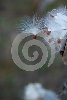 One Isolated Milkweed Seed from Seedpod