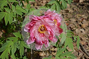 one isolated peony blossom with red petals and yellow stamen