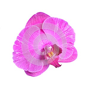 One isolated pink orchid flower