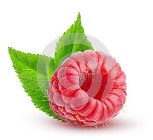 One isolated raspberry with leaves