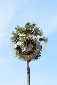 One isolated sugar palm tree against empty sky