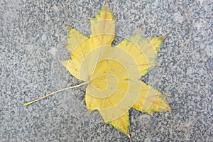 One isolated yellow maple leaf in autumn on a grey textured stone background. photo