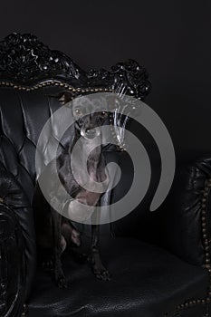 One Italian greyhound dog sitting on a baroque chair against a black background