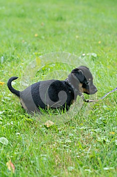 One Jack Russel Terrier puppy. Newborn dog in the grass. Baby dog looking around