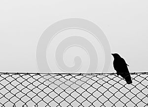 one jackdaw pershing on a fence