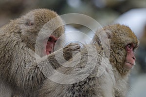 One Japanese macaque grooming another.