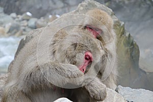 One Japanese macaque grooming another.