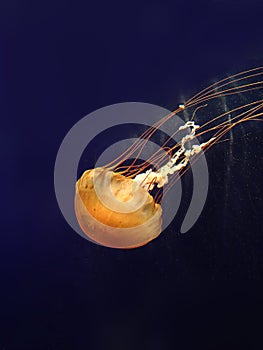 One Jelly fish swimming in blue water