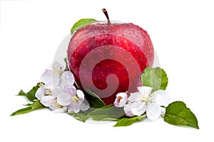 One Juicy Red Apple and flowers