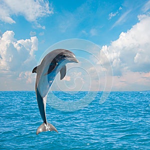 One jumping dolphins