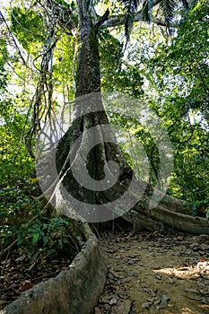 One of the jungle trees at Sandoval Lake. Puerto Maldonado, Peru photo