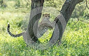 One juvenile cheetah cub standing in green grass with front legs up resting on tree in Ndutu Tanzania