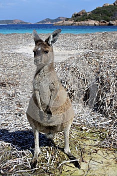 Kangaroo on the beach in Lucky Bay Cape le Grand in Western Australia