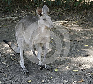 One kangaroo outdoors sitting down