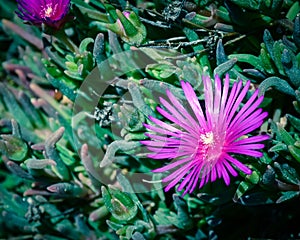 One Karkalla or Australian pig face flower plant with succulent leaves and deep purple color