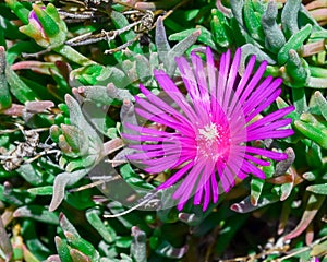 One Karkalla or Australian pig face flower plant with succulent leaves and deep purple color