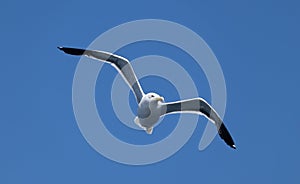 One Kelp gull (larus dominicanus) flying in front of an intense blue sky with no clouds