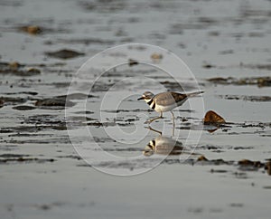 One Killdeer shorebird walking across tidal flats