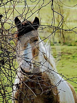 One kind of mustang horse portrait shooted behind rough branches photo