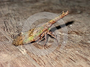 One of a kind Profile photos of the extremly rare Crocodile or Saw-Nosed Lantern fly Cathedra serrata