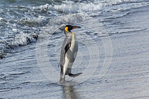 One king penguin marches up the beach after swimming