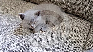 One kitty lies on sofa. Funny tabby kitty