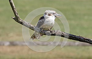 kookaburra perched on tree