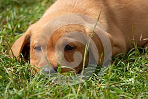 One Labrador retriever puppy lying in the garden.