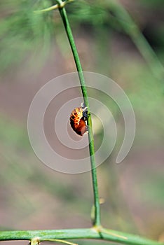 one ladybug larva sits on a green leaf of asparagus