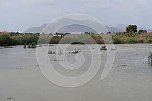 One of the lagoons with the mountains in the background of the El Hondo natural park photo