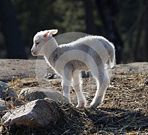 One lamb walking in the meadow