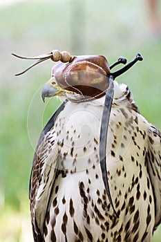 One Lanner falcon (Falco biarmicus)