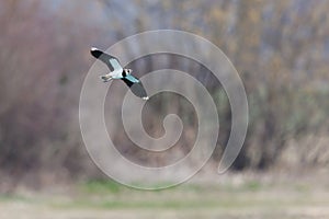 one lapwing bird (vanellus vanellus) in flight in front of bushes