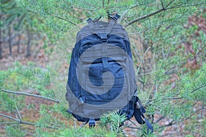 one large black tactical backpack hanging on green coniferous branches