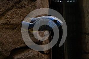 one large blue fish in an aquarium on a dark background with selective focus