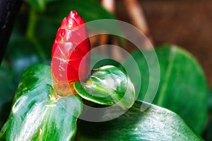 One large bright red costus flower bud close-up