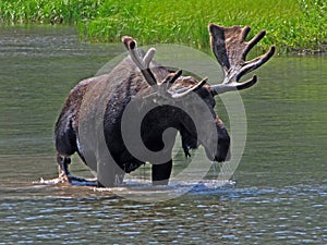 One Large Bull Moose